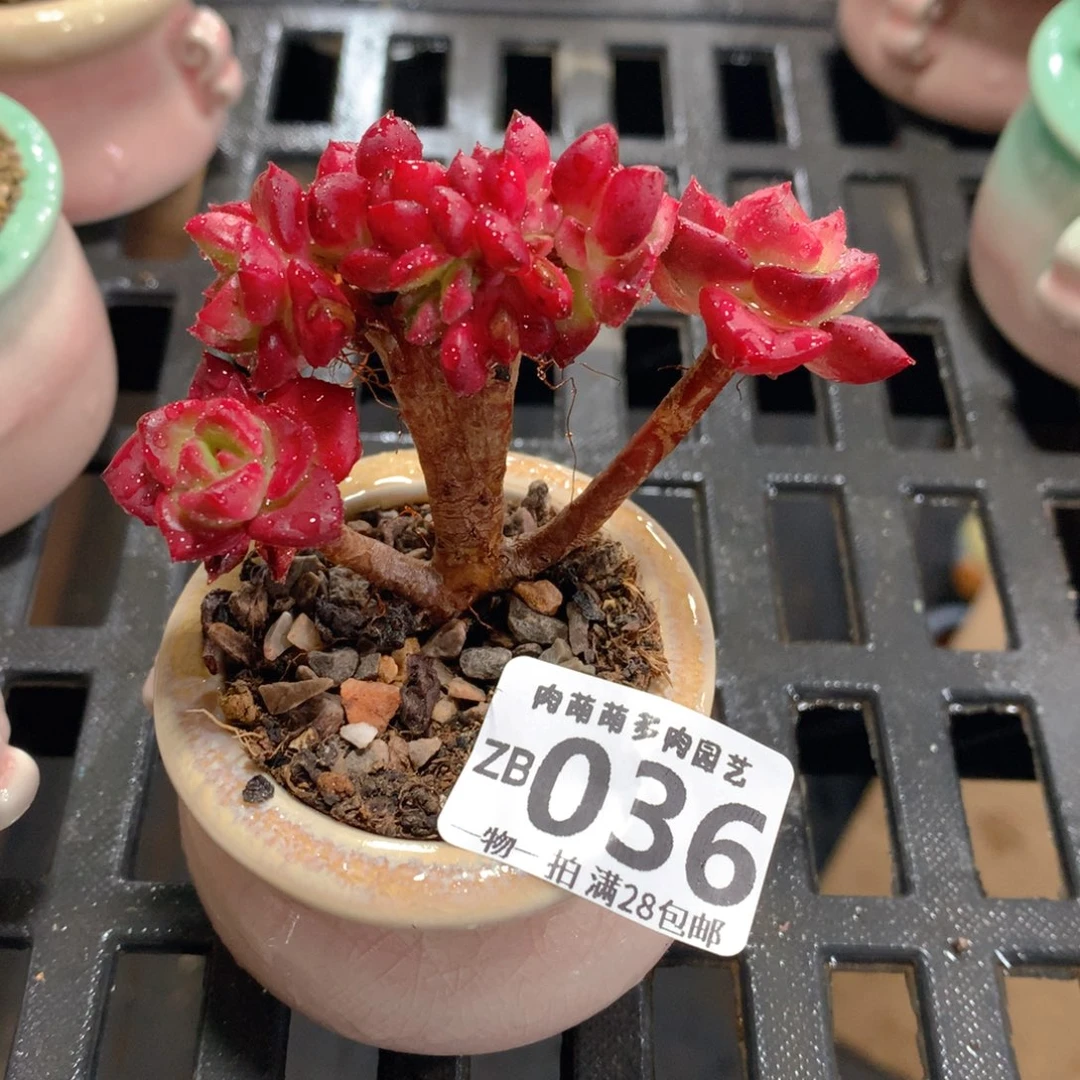 肉萌萌拇指盆精控多肉ZB036