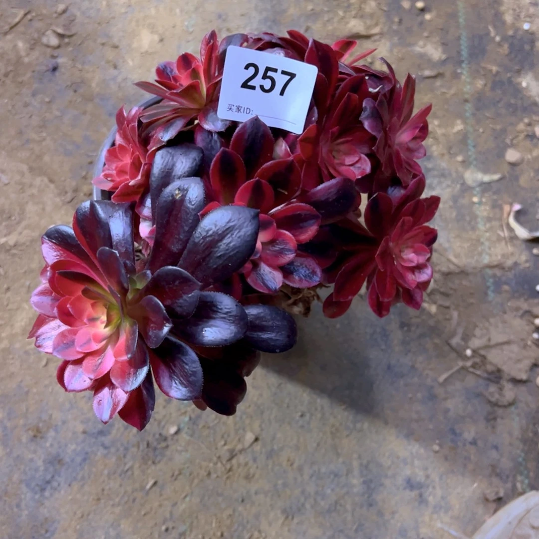 257美杜莎多肉植物法师