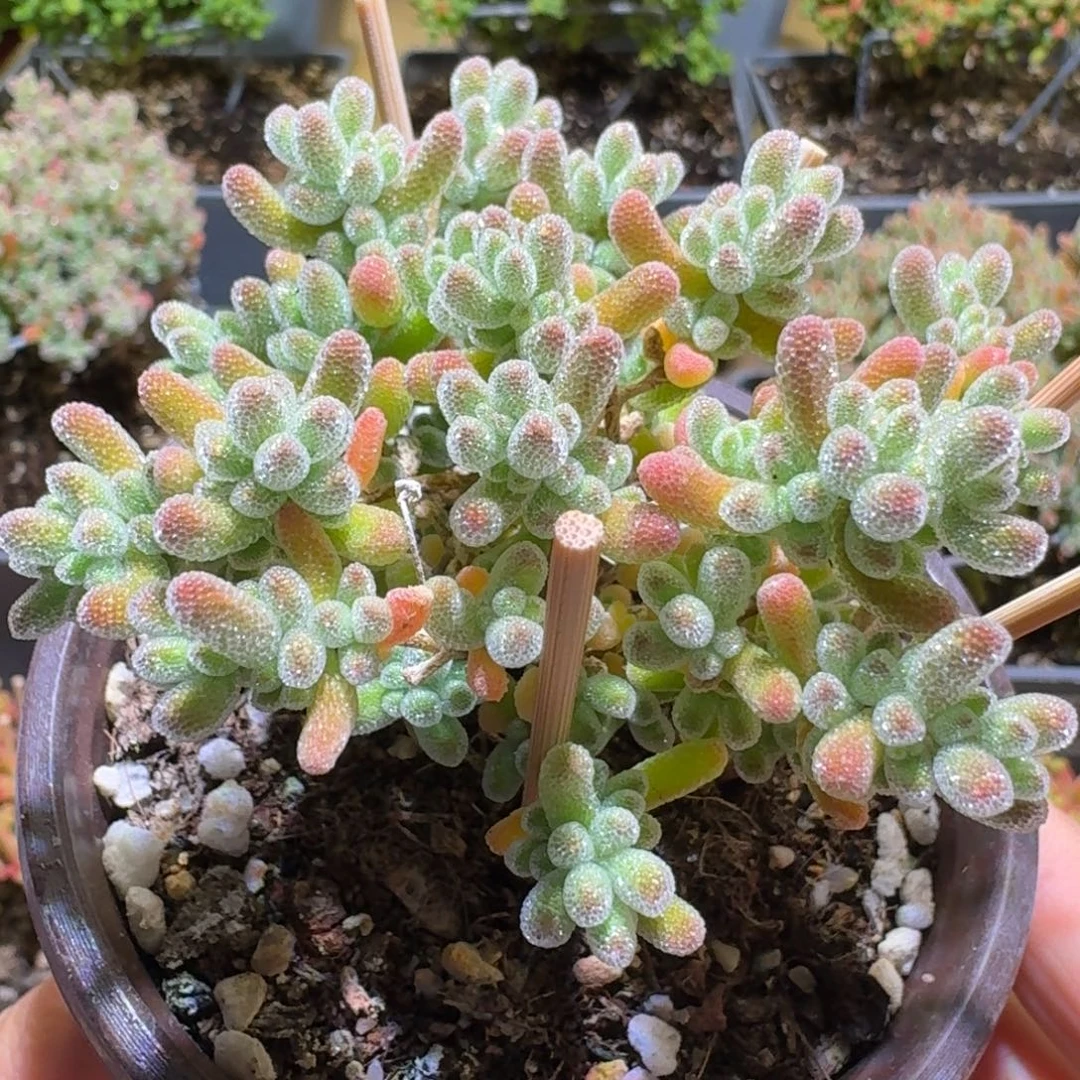 冰晶枝干番杏五彩659