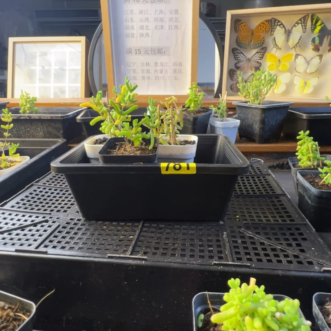 枝干番杏多肉植物781