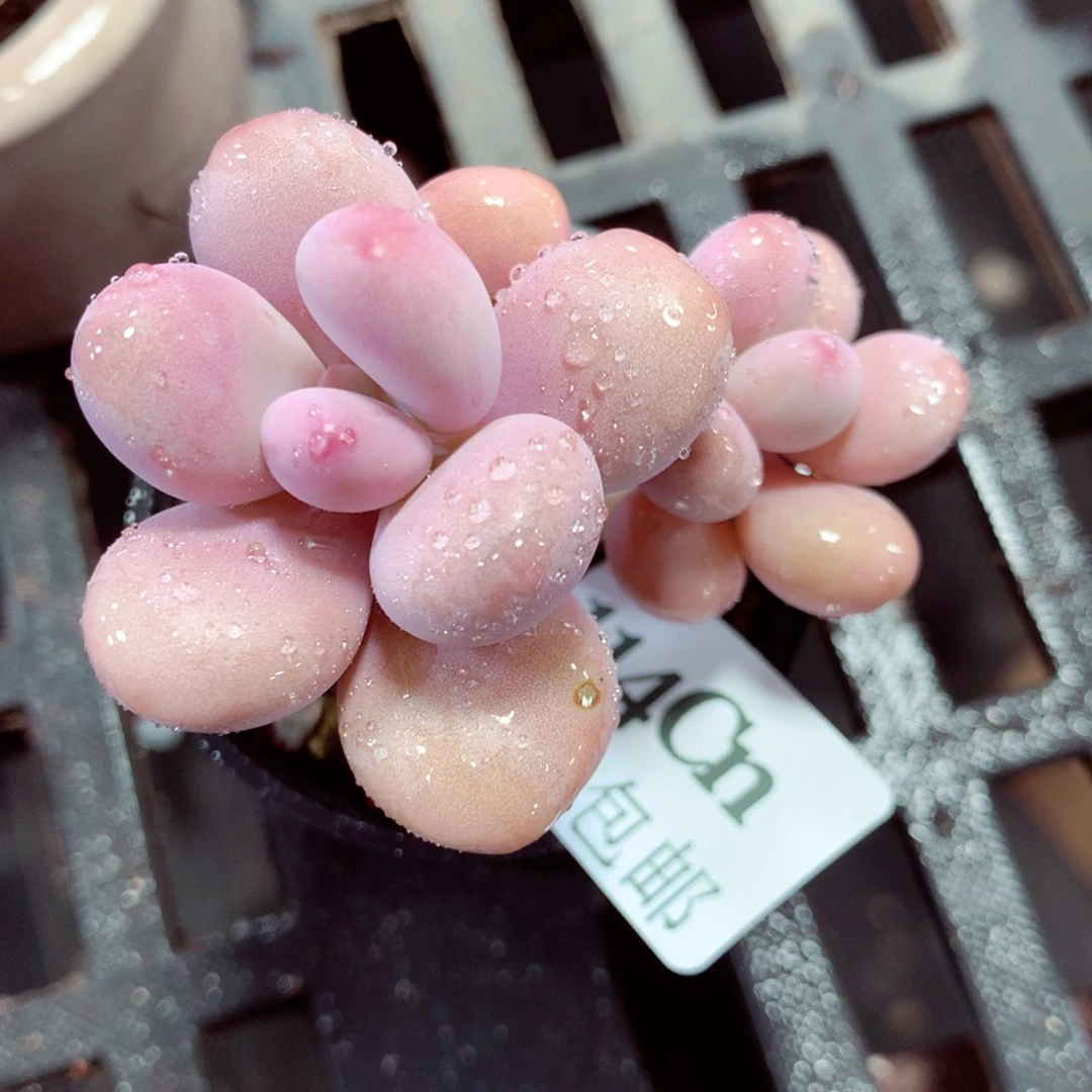 5厘米盆精控多肉114