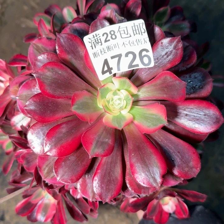 4726美杜莎多头植物