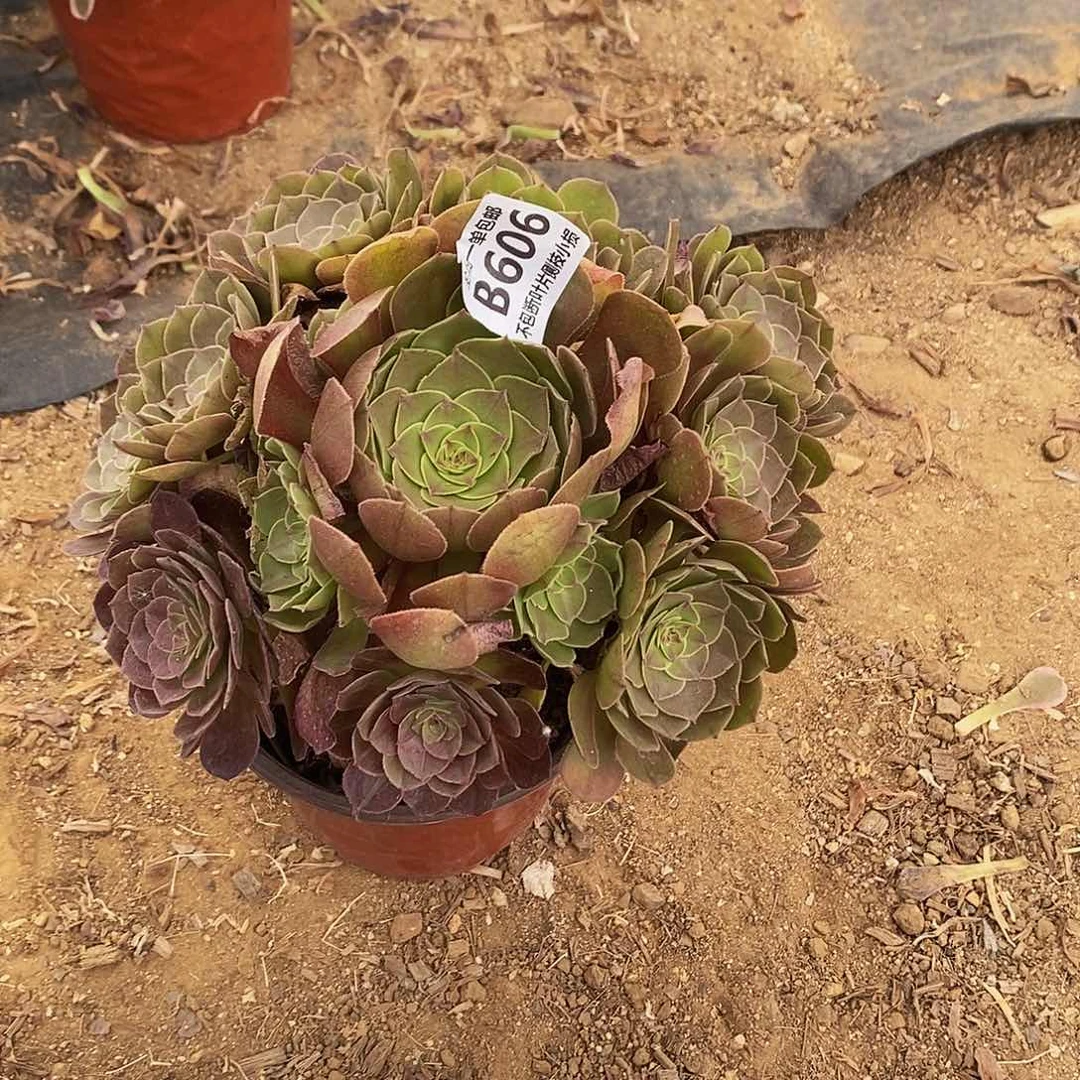 _***熙606万圣节沙拉碗多肉