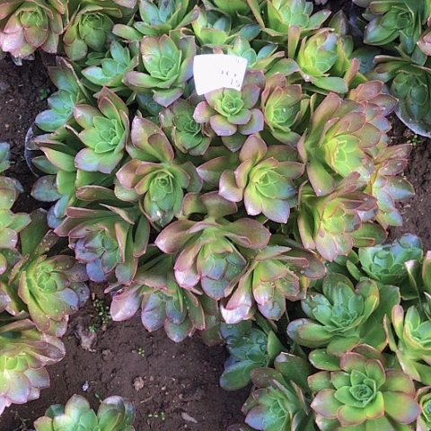 寒*2.15-6魅金多肉植物