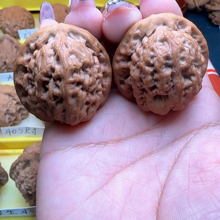 大*哥弯弯核桃精工子弯弯核桃金公子