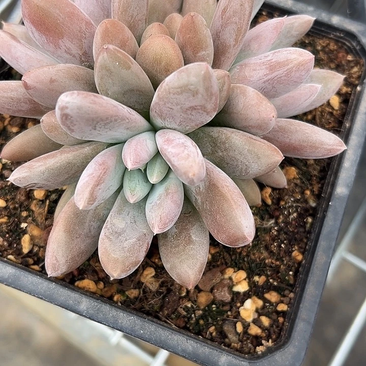 孟***?原始虞美人，一物一拍