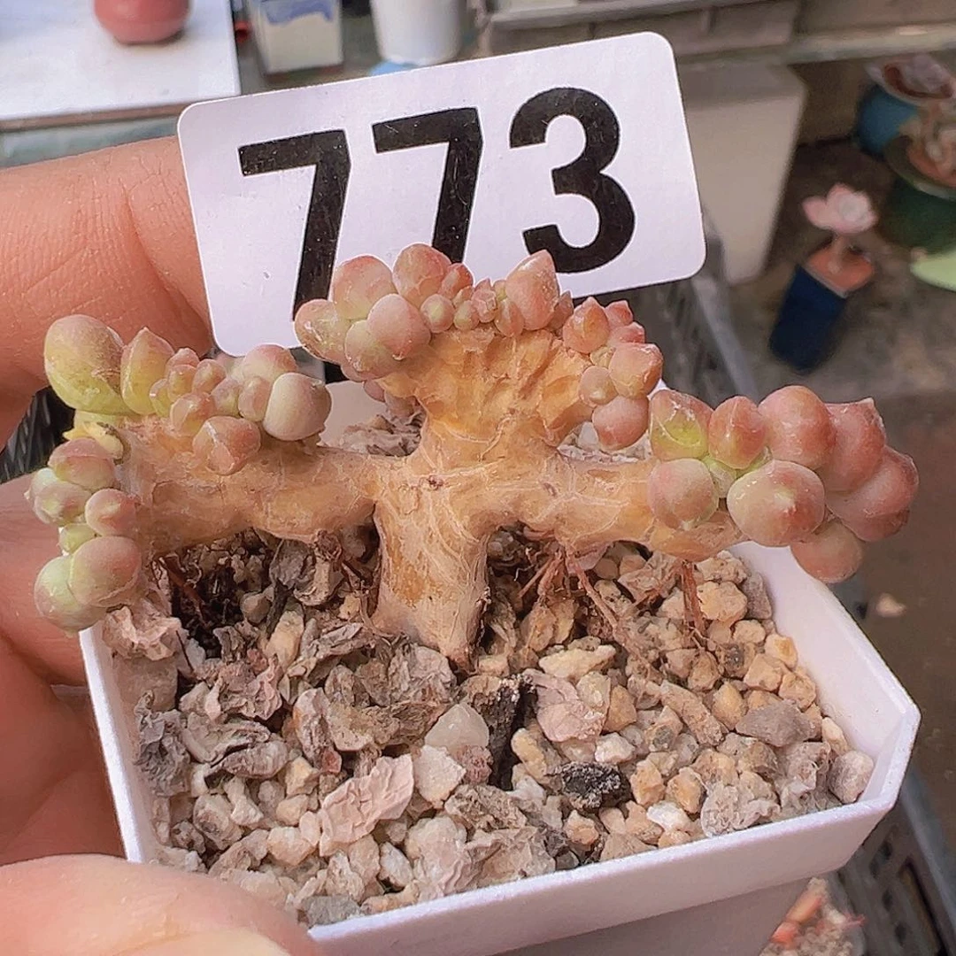 一物一拍30包邮6666