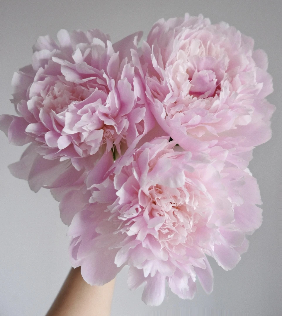 佩尔芍药-需放阴凉处养护不能吹风怕高温怕热发货根部不包水