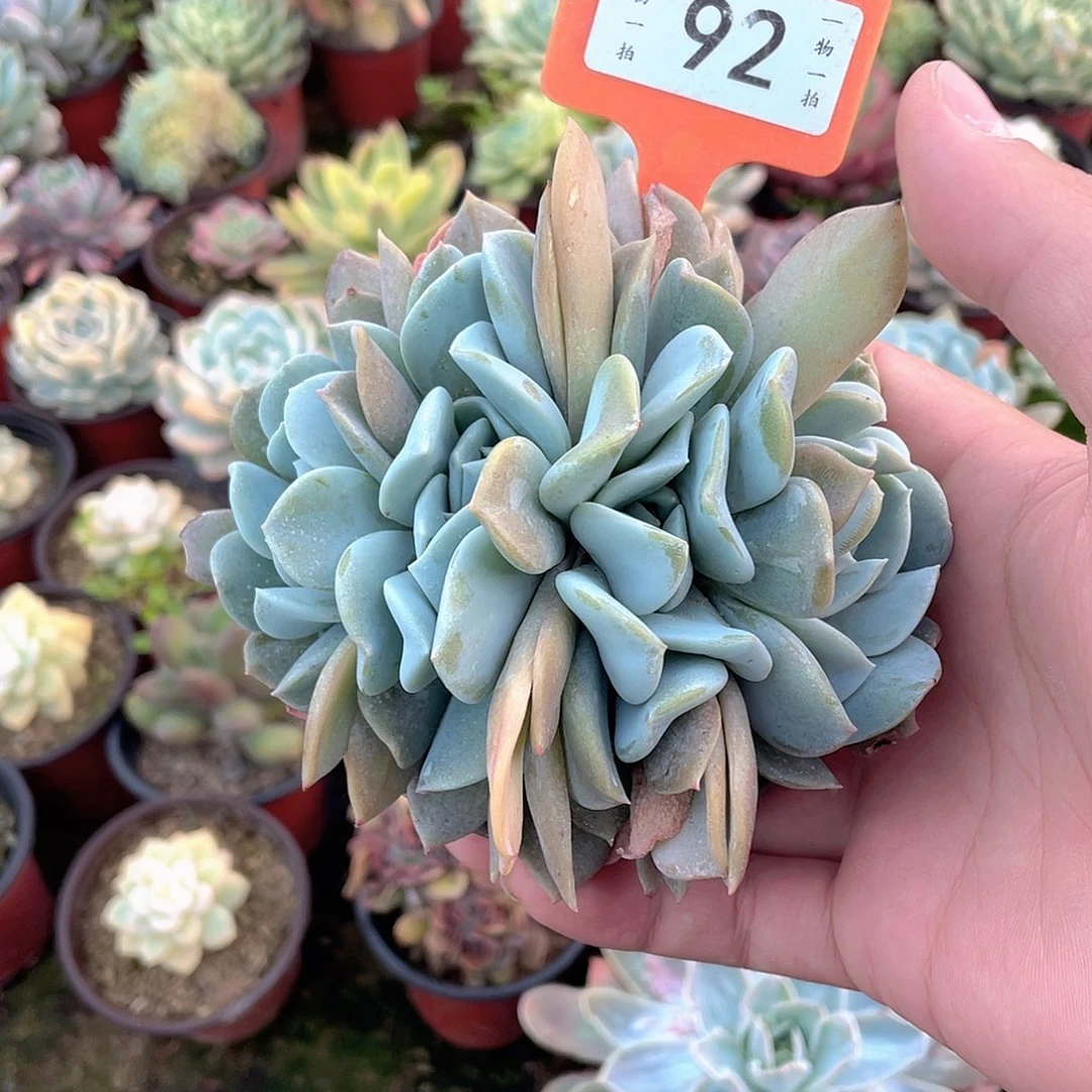 丘***丘92号多肉植物盆栽