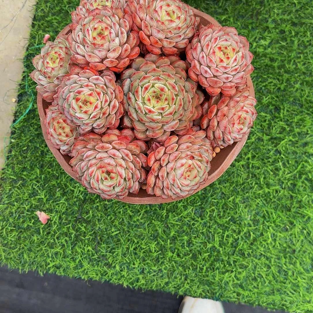 小小弟精品多肉白胖子