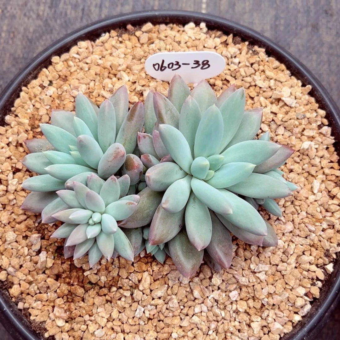 w**.0603-38哥特萝莉