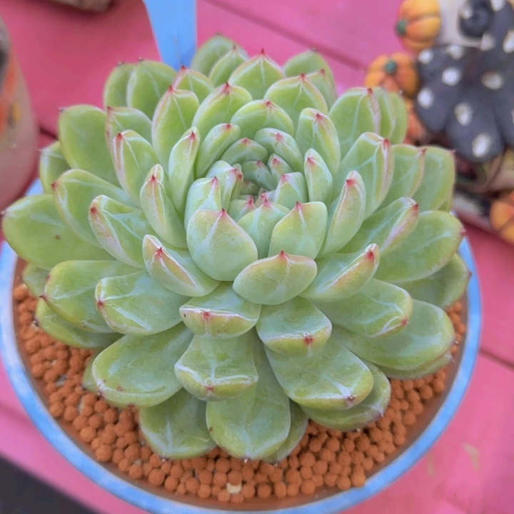 安**身148多肉植物一物一拍