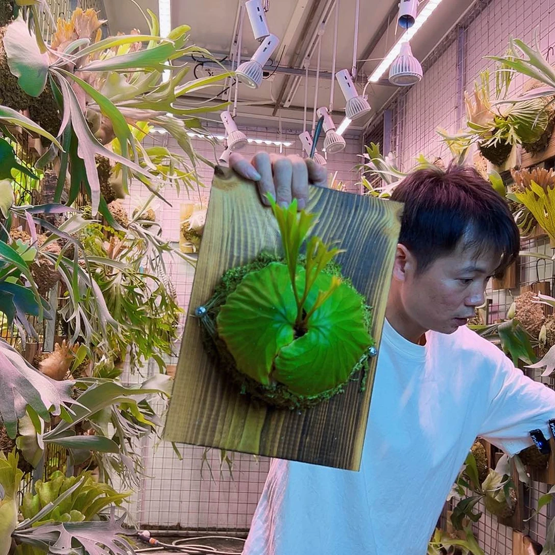 无花朵立叶矮种亚猴00000