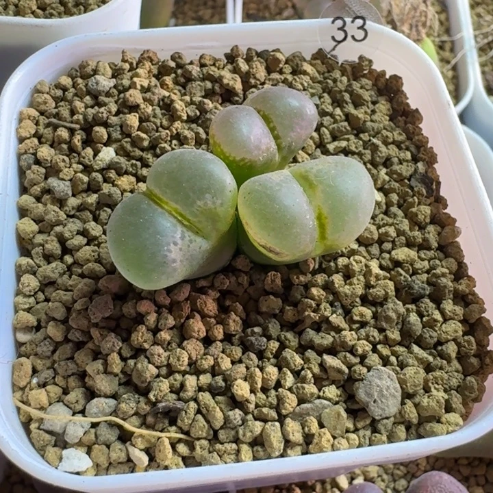 初***香33.....多肉...........