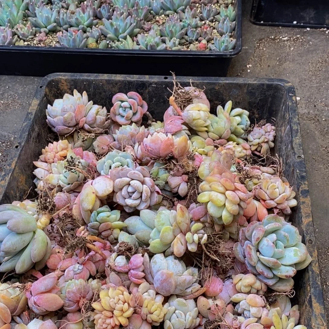 166多肉植物保护研究所所长助理