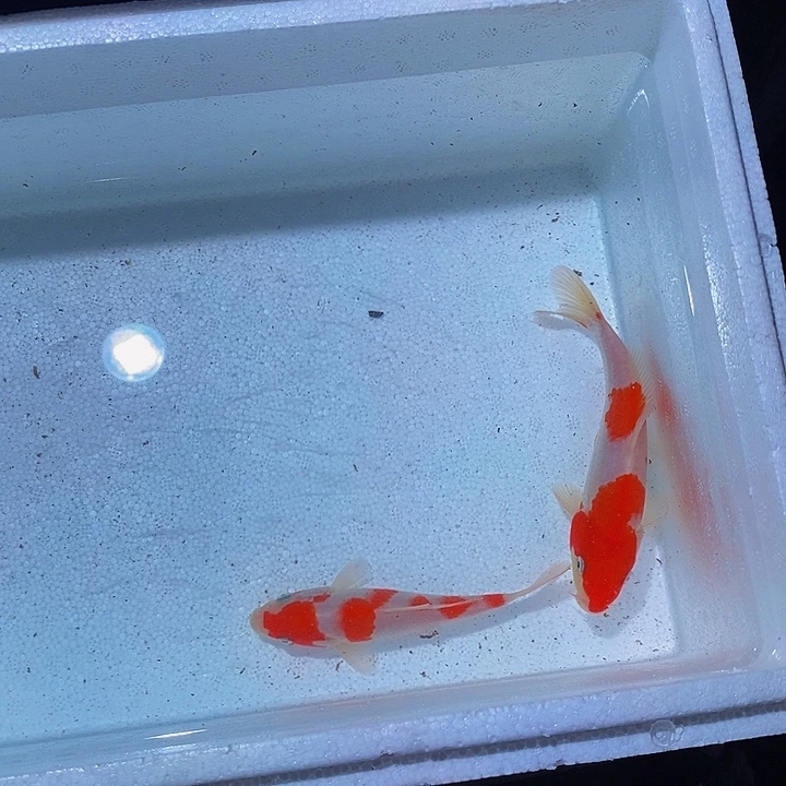 锦鲤锦鲤活鱼开箱包活