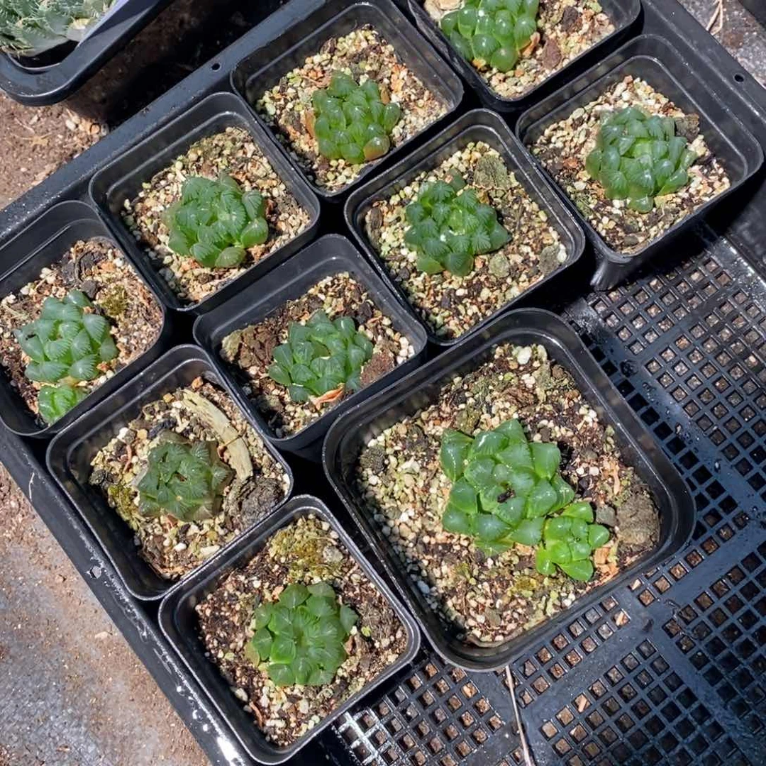 1177 一颗实生雨露 超级福利