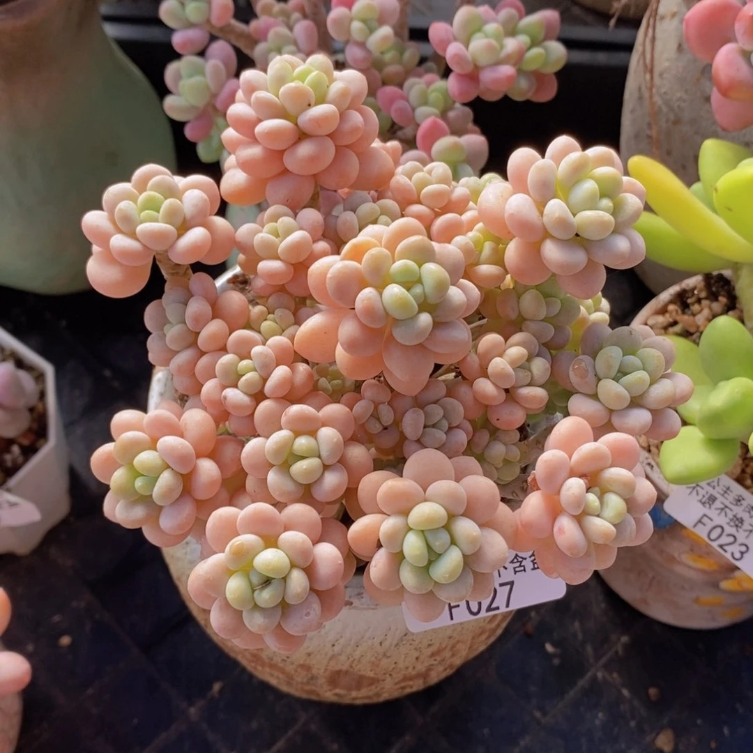 洛可可11cm027多肉植物