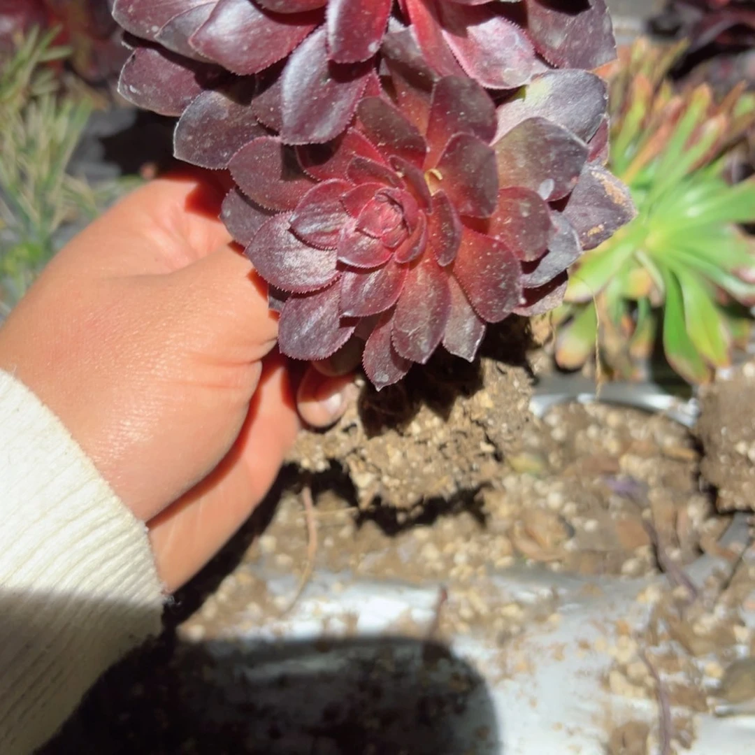 430 号多肉植物法师新年福利