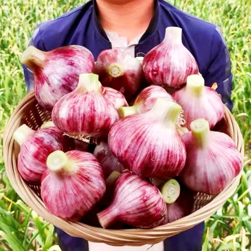 2025年新蒜满乡喜云南大理新鲜现挖紫皮大蒜头多瓣蒜湿蒜3斤/5斤