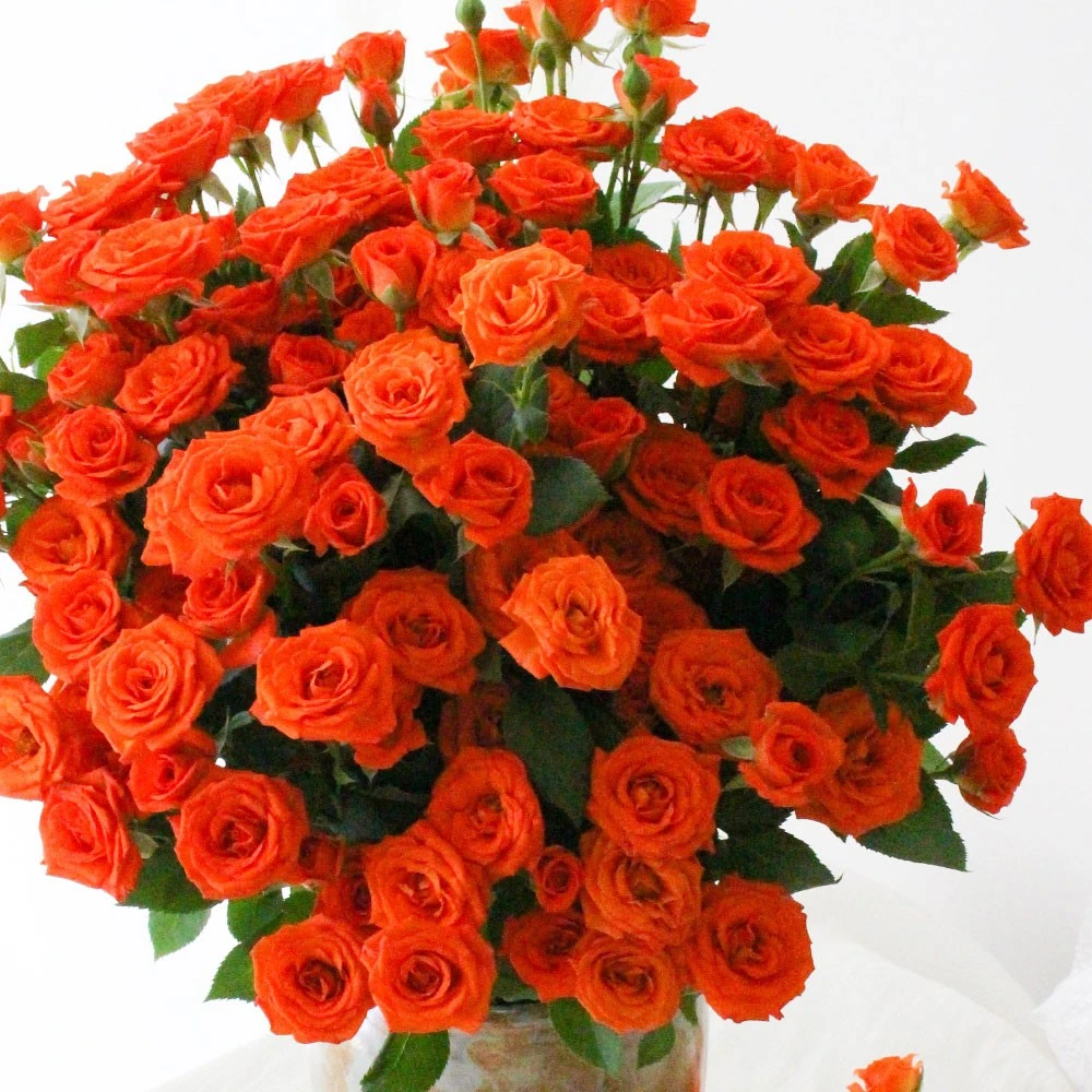 《橙色芭比》多头玫瑰鲜切花云南直发包邮（拒收不售后）