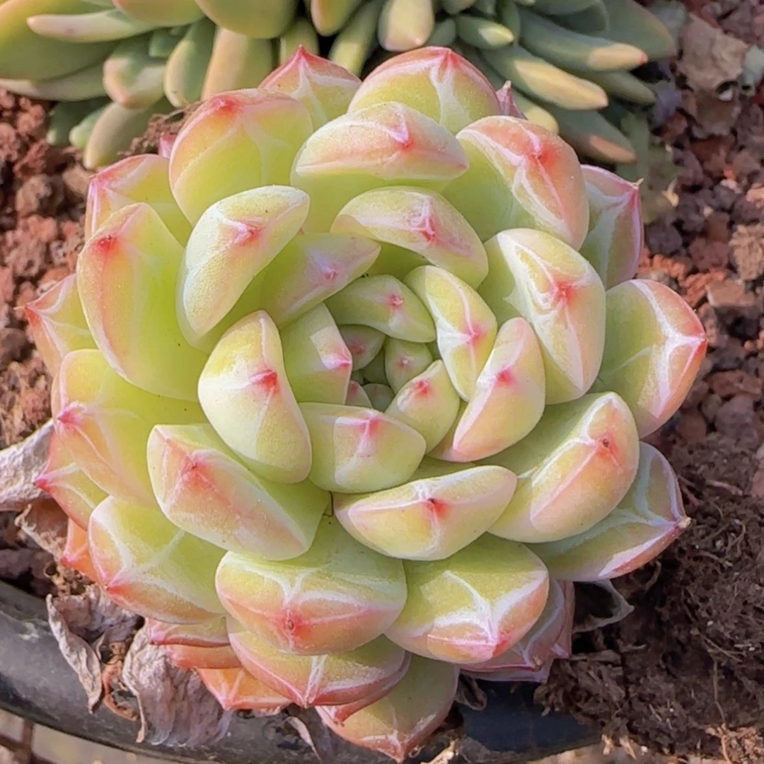 【闪购商品】小雪花珍妮