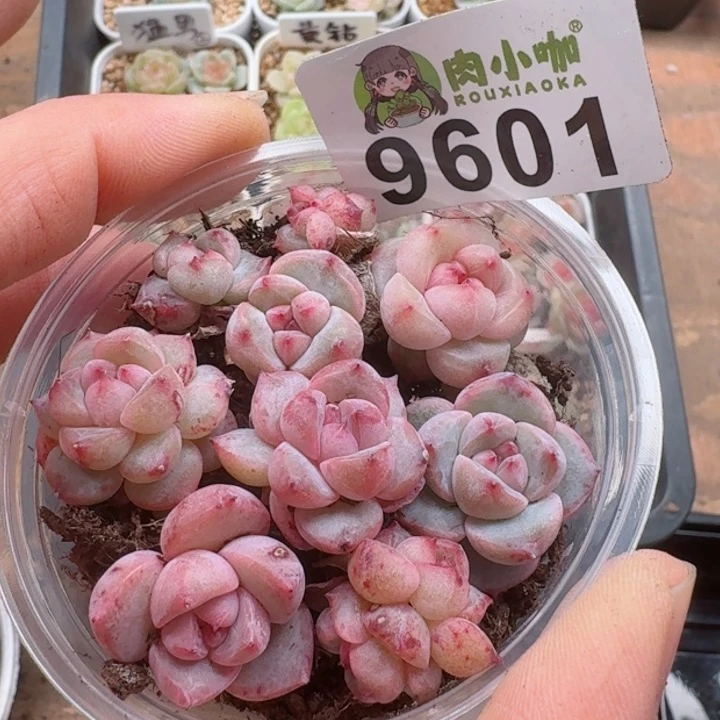 多肉植物多肉植物