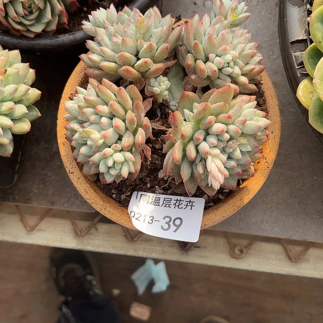 同温层多肉39明珠美人
