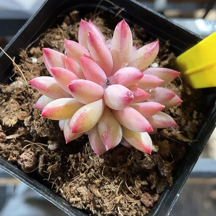 多肉植物虞美人896