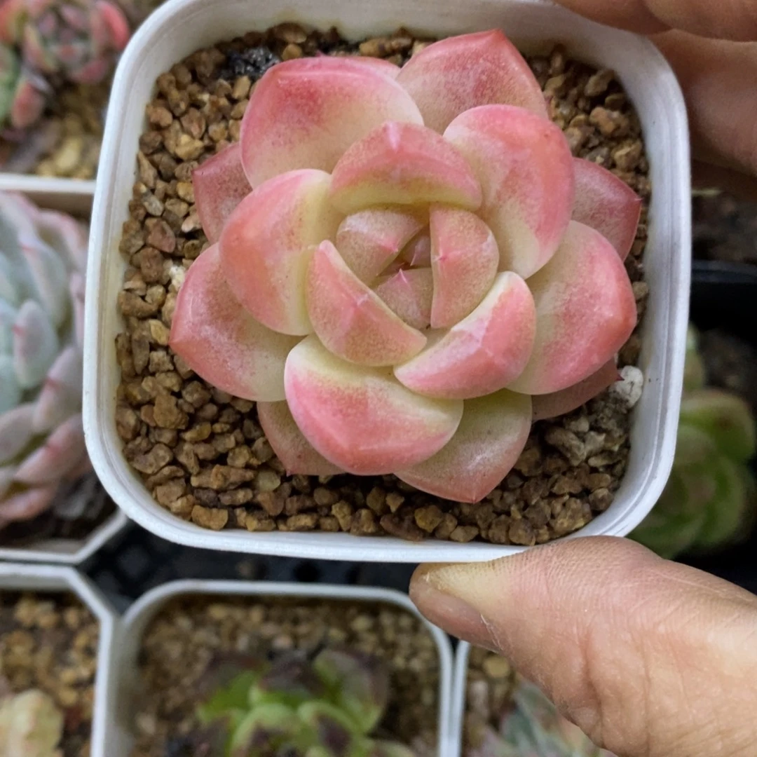 竹***子精品多肉一物一拍不包整144