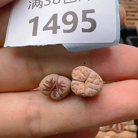 h****z1495奔驰2棵脱土发货
