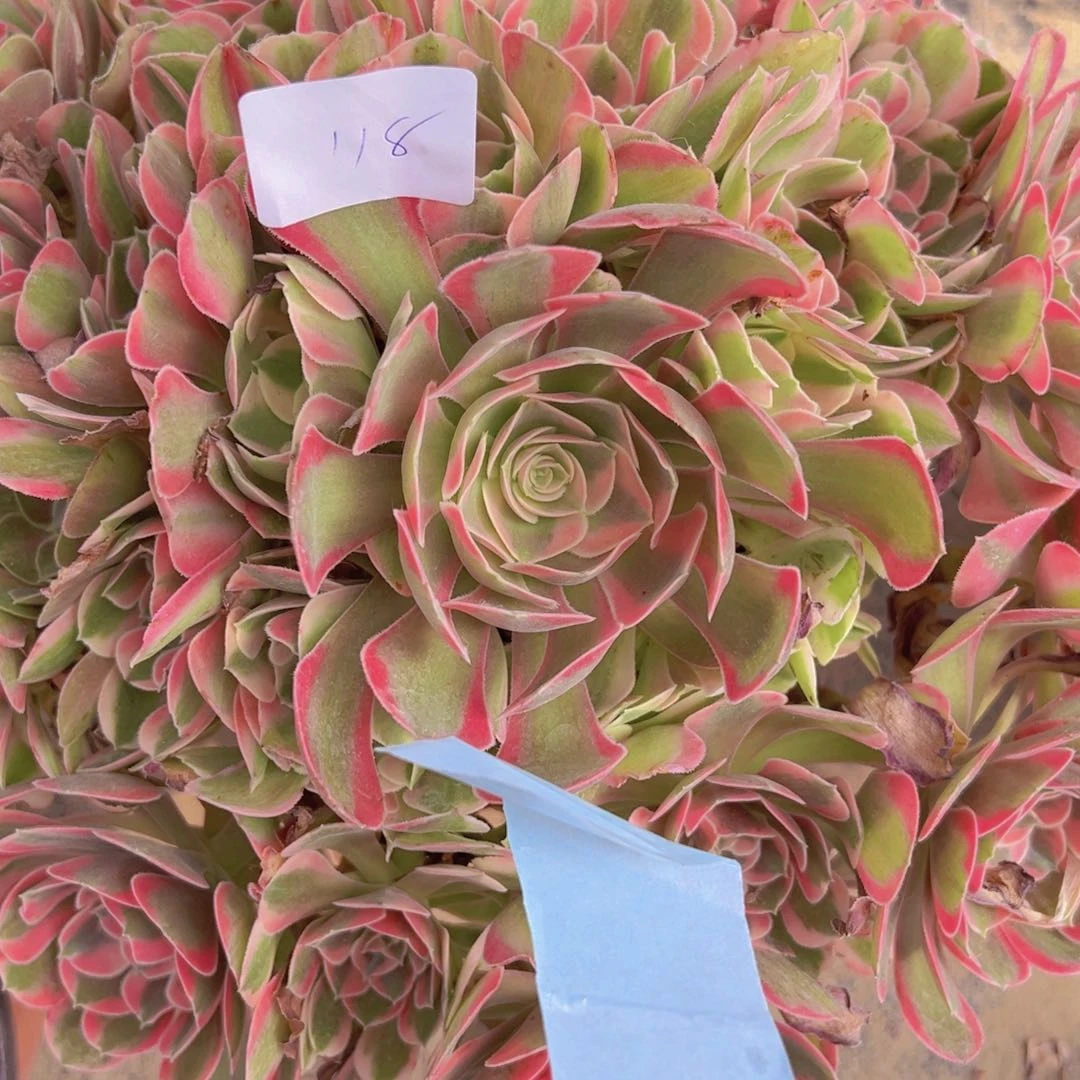 118，布加蒂多肉植物法师