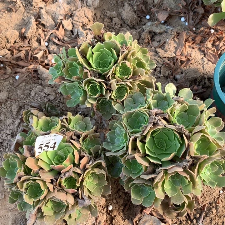 554柠檬玫瑰3颗1号