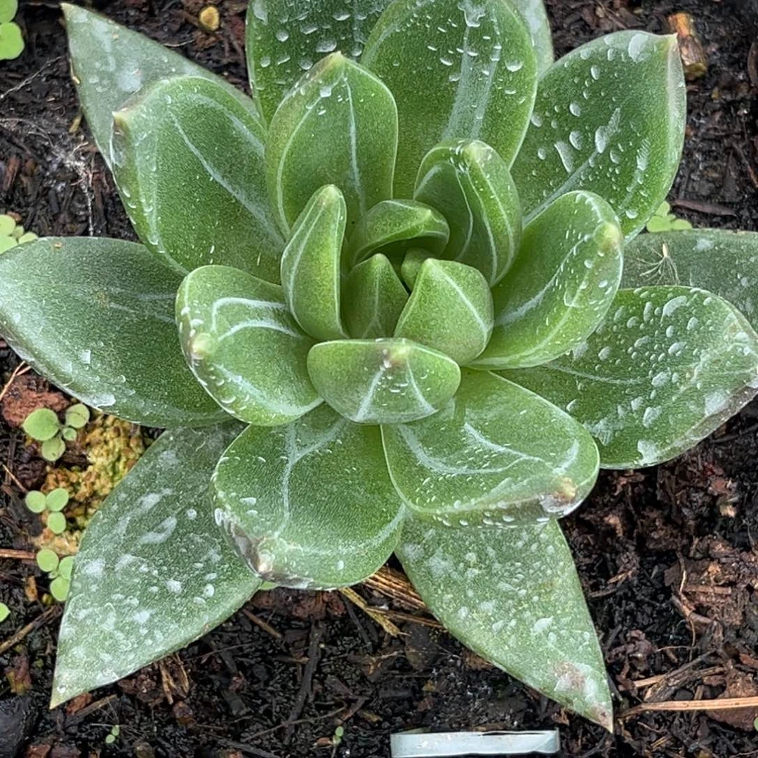 千手杂多肉植物507