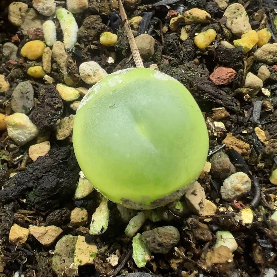 599拉登2606。1.5厘米带盆土发货