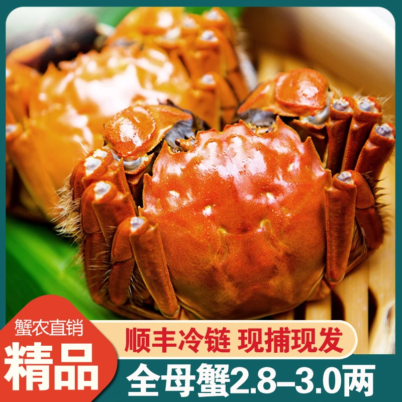【活蟹】江苏大闸蟹母蟹2.8-3.0两10只 顺丰包邮