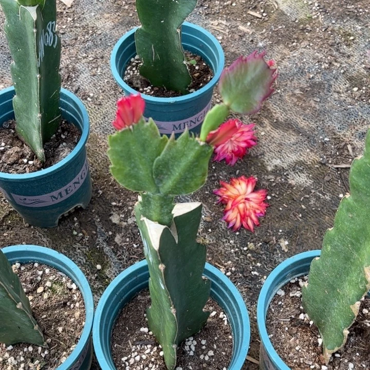 用***452号083大花666666