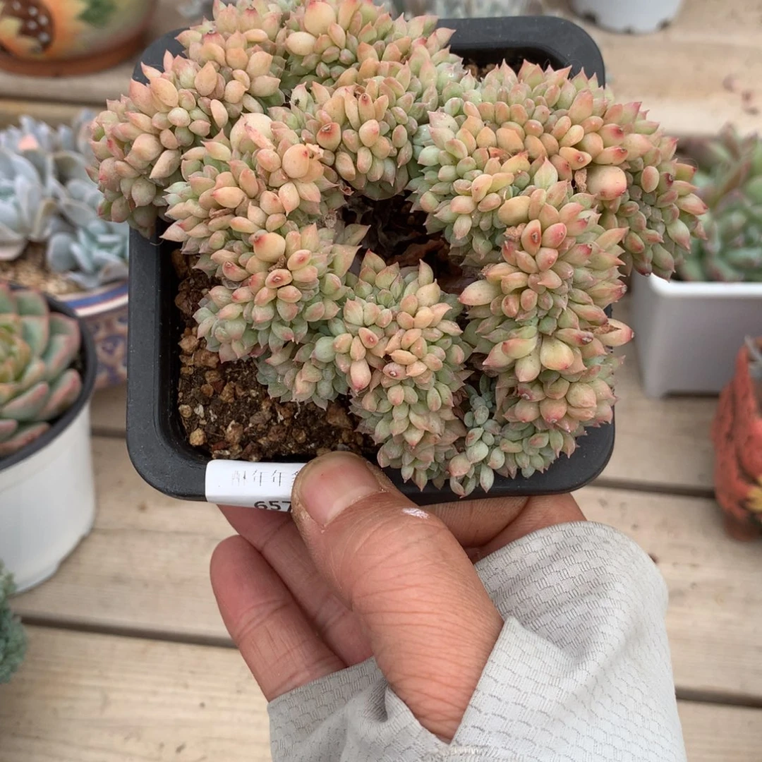 6579迈达斯国王缀化一颗11.5厘米