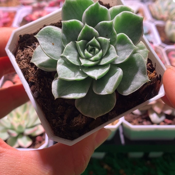 罗西马，锦哥多肉