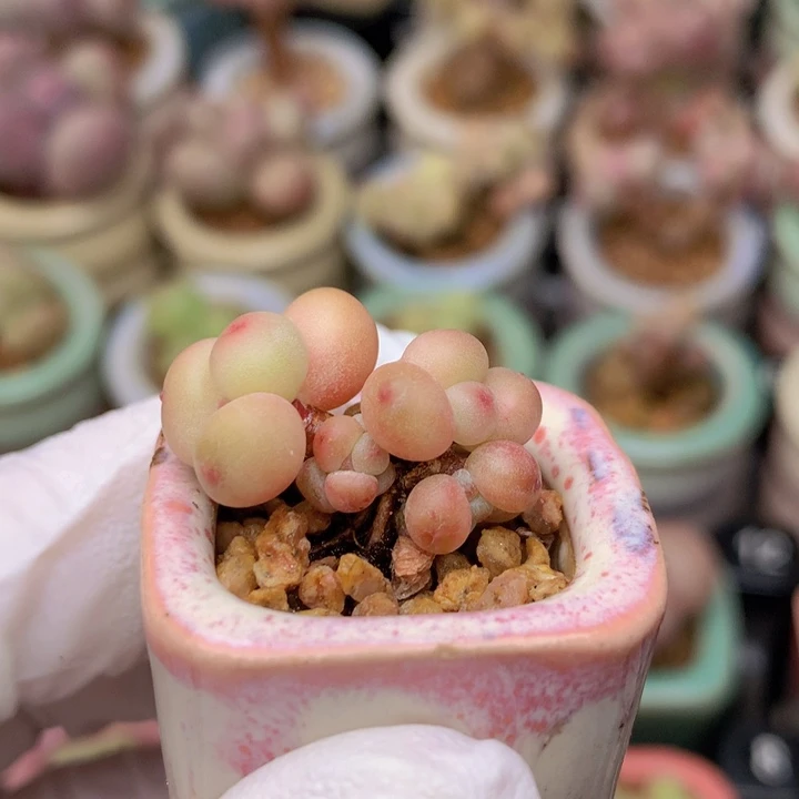 030 萤火虫 红萤火 5头