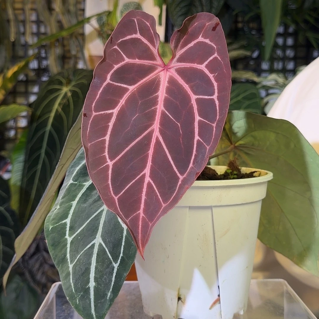 完全开放G13神奇男孩杂紫水晶