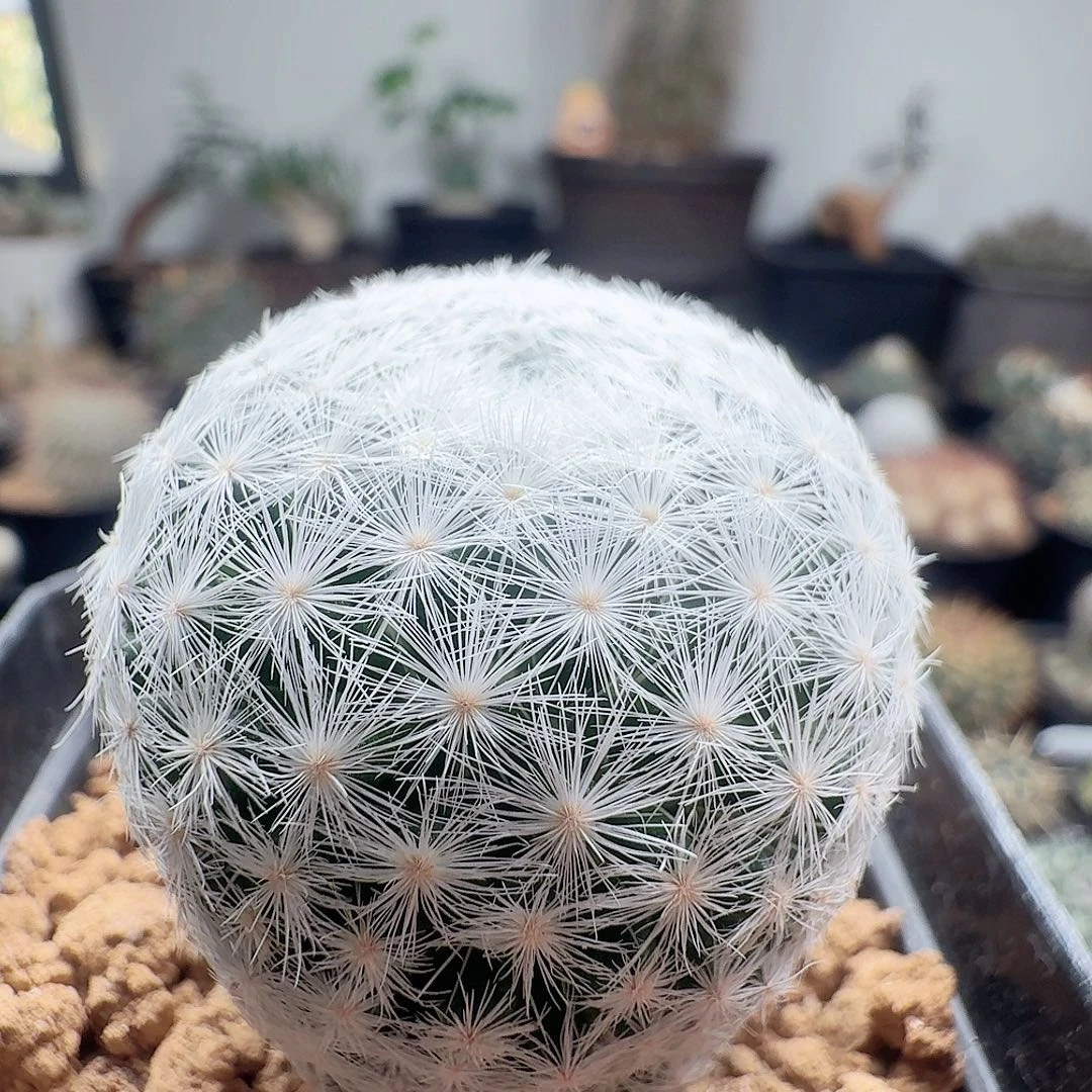 实生立刺春星脱土发货