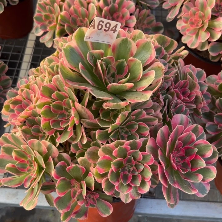 694粉女郎32厘米