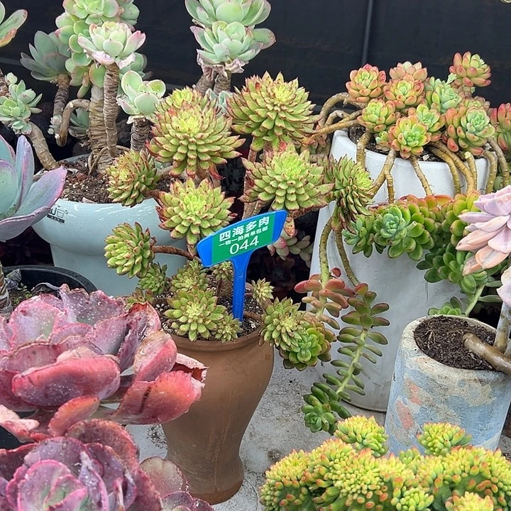 红灰电多肉植物等044
