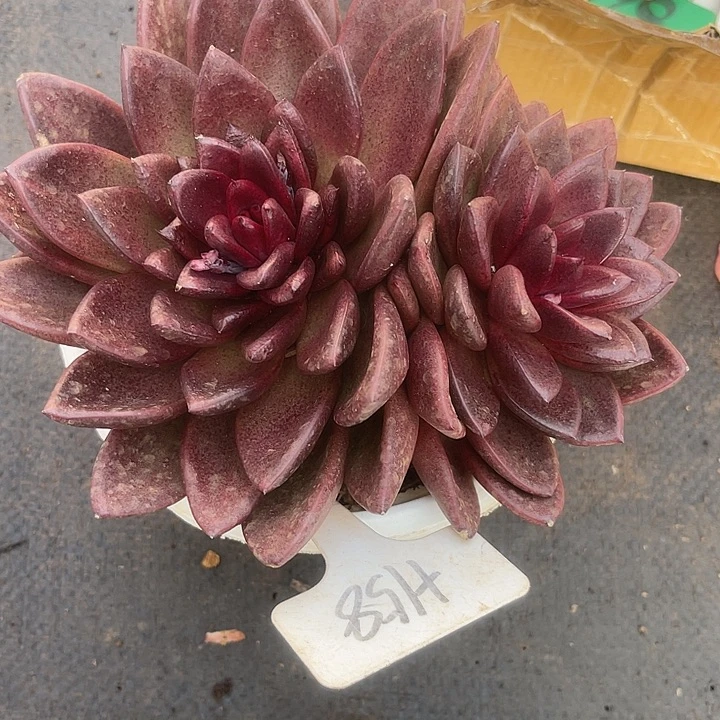 两单包邮，一物一拍158丰沛玫瑰