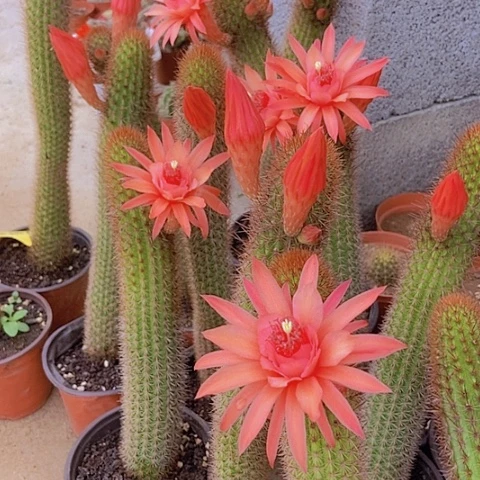 仙人掌橙花金妞35 cm左右