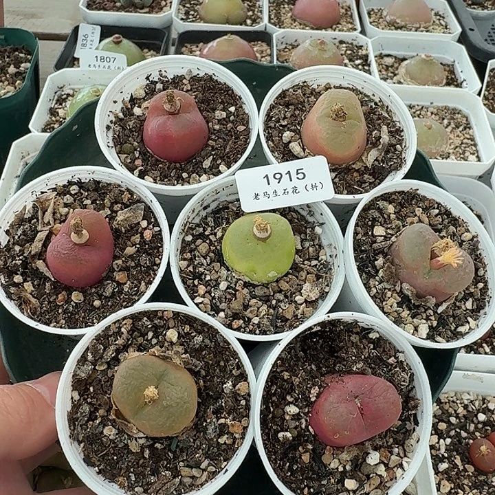 老马生石花彩毛1915