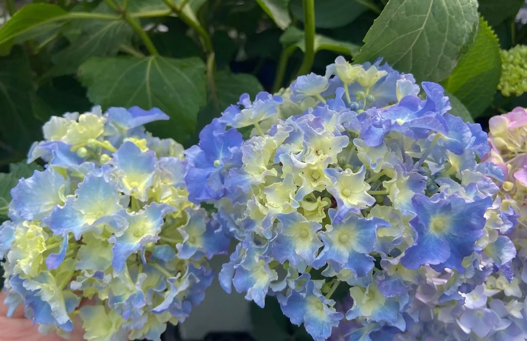 细高跟稀有大花 绣球阳台庭院盆栽 耐阴好养