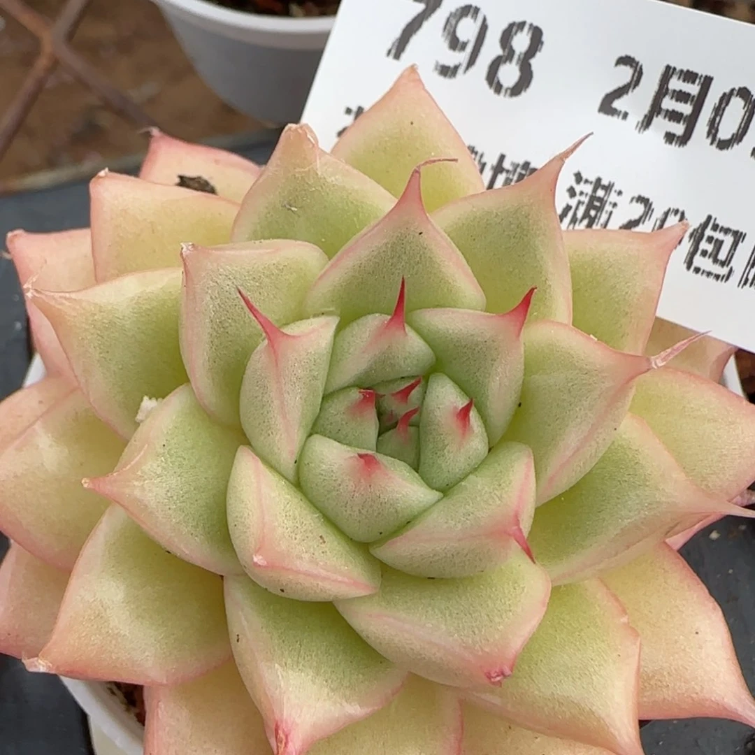 花语逸镜0209-798