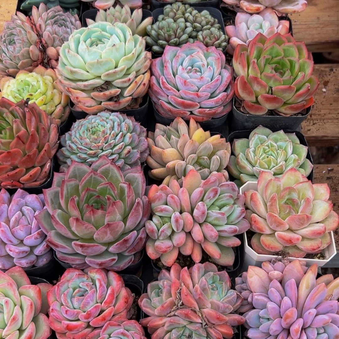 622:肉馅和面的分量就足以